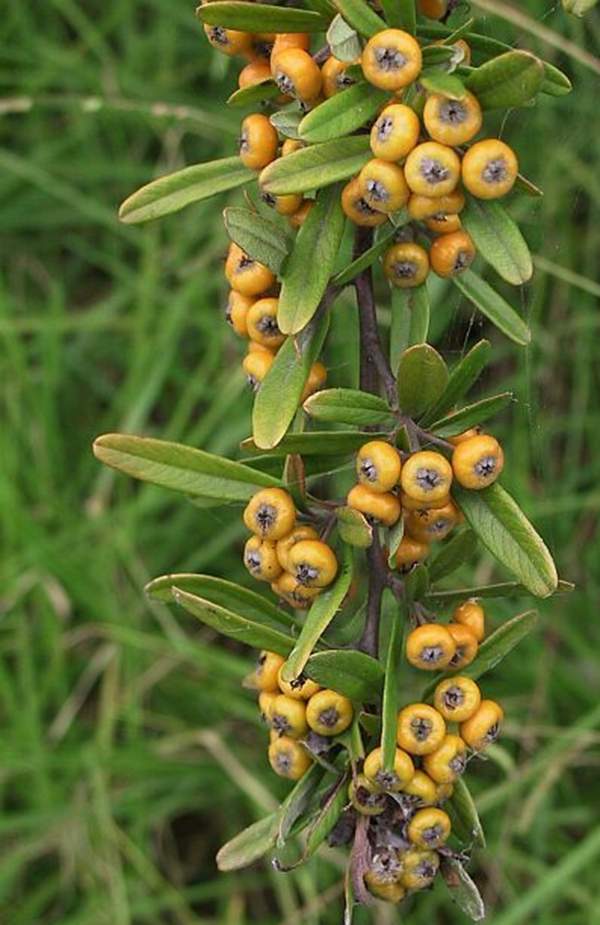 狹葉火棘 狹葉火棘