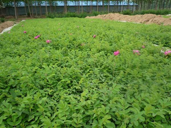 物美價廉的食用玫瑰在哪買？