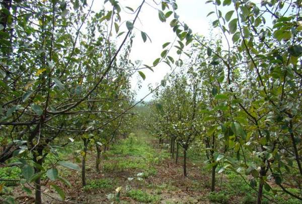 木瓜樹綠化、經濟價值