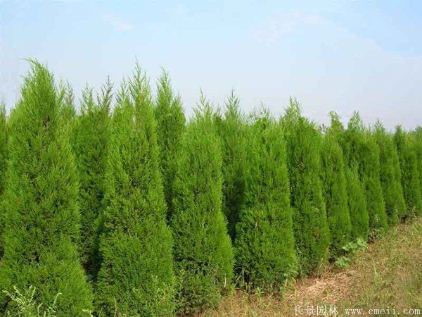 蜀檜圖片蜀檜基地實(shí)拍