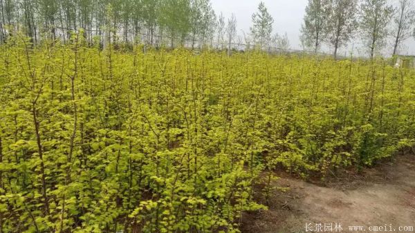 金葉水杉圖片基地實(shí)拍