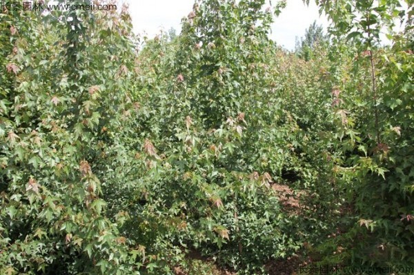 三角楓種子發(fā)芽出苗圖片 三角楓種子發(fā)芽出苗圖片