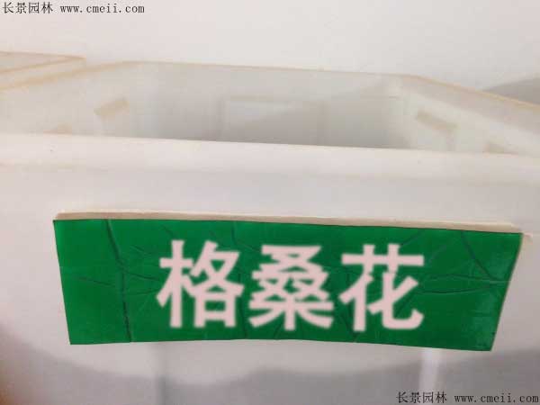 格?；ǚN子圖片