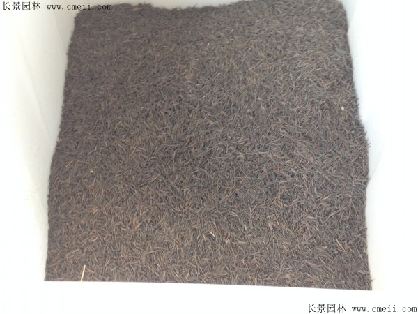 格?；ǚN子圖片