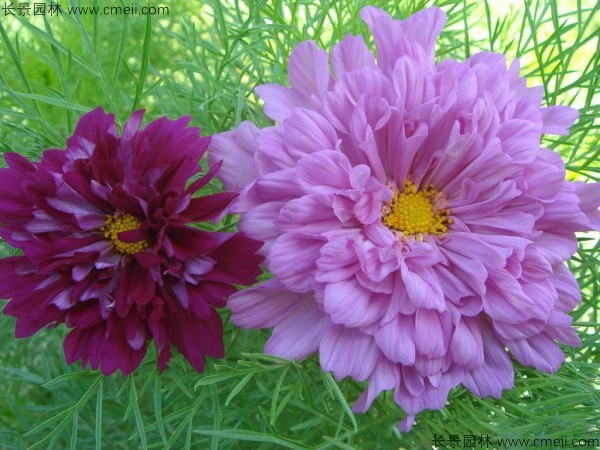 格?；ǚN子發(fā)芽出苗開花圖片